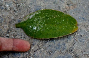  ( - BioBot00760)  @11 [ ] CreativeCommons - Attribution Non-Commercial Share-Alike (2010) Daniel H. Janzen Guanacaste Dry Forest Conservation Fund