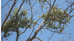  ( - BioBot00761)  @11 [ ] CreativeCommons - Attribution Non-Commercial Share-Alike (2010) Daniel H. Janzen Guanacaste Dry Forest Conservation Fund