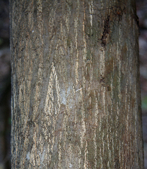  (Lonchocarpus parviflorus - BioBot00768)  @11 [ ] CreativeCommons - Attribution Non-Commercial Share-Alike (2010) Daniel H. Janzen Guanacaste Dry Forest Conservation Fund