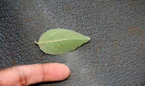  ( - BioBot00771)  @11 [ ] CreativeCommons - Attribution Non-Commercial Share-Alike (2010) Daniel H. Janzen Guanacaste Dry Forest Conservation Fund