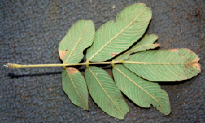  (Lonchocarpus phlebophyllus - BioBot00772)  @11 [ ] CreativeCommons - Attribution Non-Commercial Share-Alike (2010) Daniel H. Janzen Guanacaste Dry Forest Conservation Fund