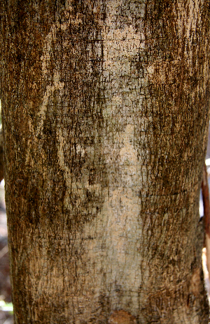  ( - BioBot00785)  @11 [ ] CreativeCommons - Attribution Non-Commercial Share-Alike (2010) Daniel H. Janzen Guanacaste Dry Forest Conservation Fund