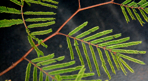  ( - BioBot00788)  @11 [ ] CreativeCommons - Attribution Non-Commercial Share-Alike (2010) Daniel H. Janzen Guanacaste Dry Forest Conservation Fund