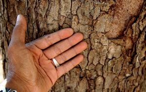  ( - BioBot00789)  @11 [ ] CreativeCommons - Attribution Non-Commercial Share-Alike (2010) Daniel H. Janzen Guanacaste Dry Forest Conservation Fund