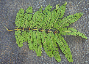  ( - BioBot00789)  @11 [ ] CreativeCommons - Attribution Non-Commercial Share-Alike (2010) Daniel H. Janzen Guanacaste Dry Forest Conservation Fund