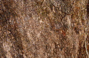  ( - BioBot00790)  @11 [ ] CreativeCommons - Attribution Non-Commercial Share-Alike (2010) Daniel H. Janzen Guanacaste Dry Forest Conservation Fund