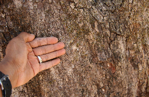  ( - BioBot00790)  @11 [ ] CreativeCommons - Attribution Non-Commercial Share-Alike (2010) Daniel H. Janzen Guanacaste Dry Forest Conservation Fund