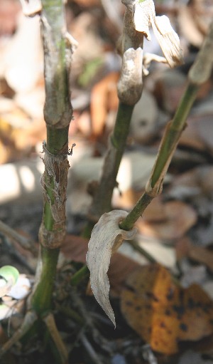  (Lasiacis procerrima - BioBot00799)  @11 [ ] CreativeCommons - Attribution Non-Commercial Share-Alike (2010) Daniel H. Janzen Guanacaste Dry Forest Conservation Fund