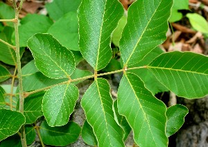  (Lonchocarpus costaricensis - BioBot00881)  @11 [ ] CreativeCommons - Attribution Non-Commercial Share-Alike (2010) Daniel H. Janzen Guanacaste Dry Forest Conservation Fund
