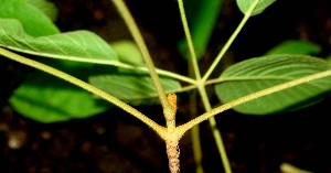  (Tabebuia ochracea - BioBot00925)  @11 [ ] CreativeCommons - Attribution Non-Commercial Share-Alike (2010) Daniel H. Janzen Guanacaste Dry Forest Conservation Fund