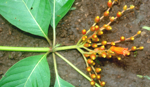  ( - BioBot00959)  @11 [ ] CreativeCommons - Attribution Non-Commercial Share-Alike (2010) Daniel H. Janzen Guanacaste Dry Forest Conservation Fund