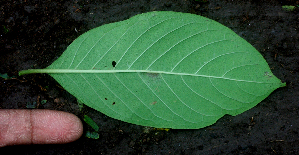  ( - BioBot00959)  @11 [ ] CreativeCommons - Attribution Non-Commercial Share-Alike (2010) Daniel H. Janzen Guanacaste Dry Forest Conservation Fund