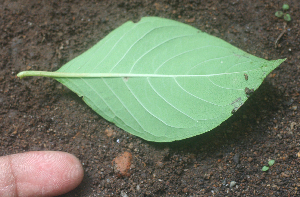  ( - BioBot00960)  @11 [ ] CreativeCommons - Attribution Non-Commercial Share-Alike (2010) Daniel H. Janzen Guanacaste Dry Forest Conservation Fund