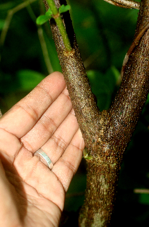  ( - BioBot00960)  @11 [ ] CreativeCommons - Attribution Non-Commercial Share-Alike (2010) Daniel H. Janzen Guanacaste Dry Forest Conservation Fund