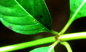  ( - BioBot00960)  @11 [ ] CreativeCommons - Attribution Non-Commercial Share-Alike (2010) Daniel H. Janzen Guanacaste Dry Forest Conservation Fund