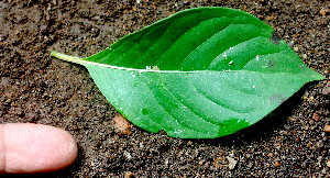  ( - BioBot00960)  @11 [ ] CreativeCommons - Attribution Non-Commercial Share-Alike (2010) Daniel H. Janzen Guanacaste Dry Forest Conservation Fund