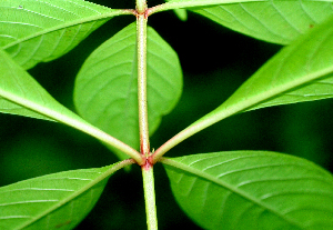  ( - BioBot00961)  @11 [ ] CreativeCommons - Attribution Non-Commercial Share-Alike (2010) Daniel H. Janzen Guanacaste Dry Forest Conservation Fund