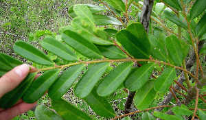  ( - BioBot01009)  @11 [ ] CreativeCommons - Attribution Non-Commercial Share-Alike (2010) Daniel H. Janzen Guanacaste Dry Forest Conservation Fund