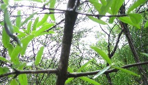  ( - BioBot01016)  @11 [ ] CreativeCommons - Attribution Non-Commercial Share-Alike (2010) Daniel H. Janzen Guanacaste Dry Forest Conservation Fund