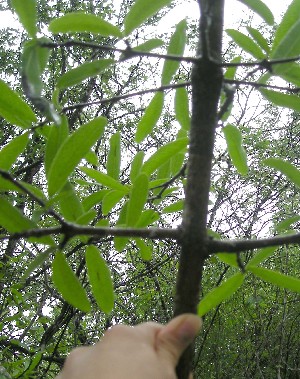  ( - BioBot01016)  @11 [ ] CreativeCommons - Attribution Non-Commercial Share-Alike (2010) Daniel H. Janzen Guanacaste Dry Forest Conservation Fund