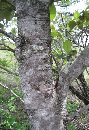  ( - BioBot01021)  @11 [ ] CreativeCommons - Attribution Non-Commercial Share-Alike (2010) Daniel H. Janzen Guanacaste Dry Forest Conservation Fund