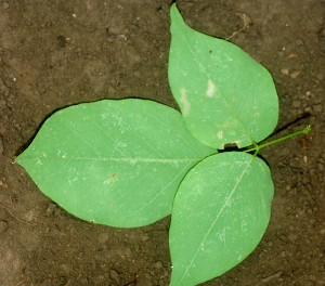  (Clitoria glaberrima - BioBot01033)  @11 [ ] CreativeCommons - Attribution Non-Commercial Share-Alike (2010) Daniel H. Janzen Guanacaste Dry Forest Conservation Fund