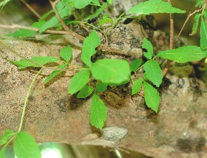  (Thouinia serrata - BioBot01066)  @11 [ ] CreativeCommons - Attribution Non-Commercial Share-Alike (2010) Daniel H. Janzen Guanacaste Dry Forest Conservation Fund