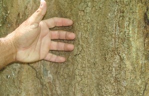  (Pterocarpus Espinoza5670 - BioBot01071)  @11 [ ] CreativeCommons - Attribution Non-Commercial Share-Alike (2010) Daniel H. Janzen Guanacaste Dry Forest Conservation Fund