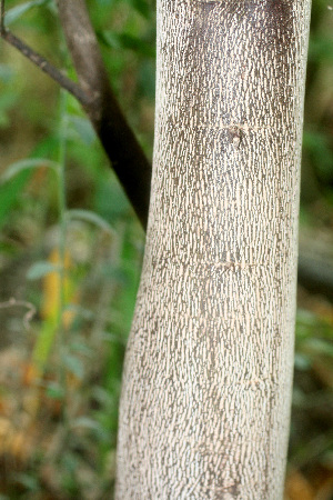  ( - BioBot01082)  @11 [ ] CreativeCommons - Attribution Non-Commercial Share-Alike (2010) Daniel H. Janzen Guanacaste Dry Forest Conservation Fund