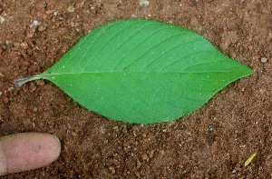  (Spiracantha cornifolia - BioBot01104)  @11 [ ] CreativeCommons - Attribution Non-Commercial Share-Alike (2010) Daniel H. Janzen Guanacaste Dry Forest Conservation Fund