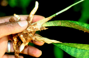  ( - BioBot01110)  @11 [ ] CreativeCommons - Attribution Non-Commercial Share-Alike (2010) Daniel H. Janzen Guanacaste Dry Forest Conservation Fund