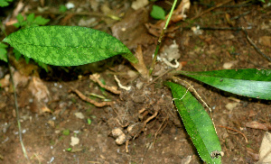  ( - BioBot01111)  @11 [ ] CreativeCommons - Attribution Non-Commercial Share-Alike (2010) Daniel H. Janzen Guanacaste Dry Forest Conservation Fund