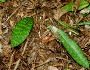  ( - BioBot01112)  @11 [ ] CreativeCommons - Attribution Non-Commercial Share-Alike (2010) Daniel H. Janzen Guanacaste Dry Forest Conservation Fund