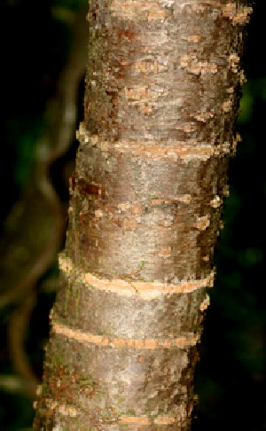  (Euphorbia schlechtendalii - BioBot01113)  @11 [ ] CreativeCommons - Attribution Non-Commercial Share-Alike (2010) Daniel H. Janzen Guanacaste Dry Forest Conservation Fund