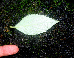  (Achimenes longiflora - BioBot01121)  @12 [ ] CreativeCommons - Attribution Non-Commercial Share-Alike (2010) Daniel H. Janzen Guanacaste Dry Forest Conservation Fund