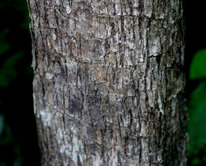  (Malpighia stevensii - BioBot01134)  @11 [ ] CreativeCommons - Attribution Non-Commercial Share-Alike (2010) Daniel H. Janzen Guanacaste Dry Forest Conservation Fund