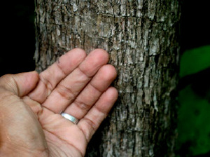  ( - BioBot01134)  @11 [ ] CreativeCommons - Attribution Non-Commercial Share-Alike (2010) Daniel H. Janzen Guanacaste Dry Forest Conservation Fund