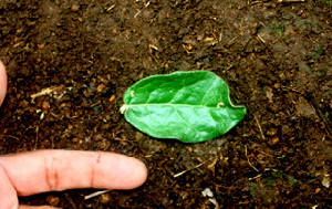  ( - BioBot01134)  @11 [ ] CreativeCommons - Attribution Non-Commercial Share-Alike (2010) Daniel H. Janzen Guanacaste Dry Forest Conservation Fund