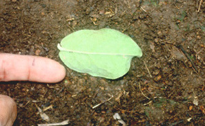  ( - BioBot01134)  @11 [ ] CreativeCommons - Attribution Non-Commercial Share-Alike (2010) Daniel H. Janzen Guanacaste Dry Forest Conservation Fund