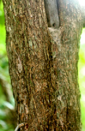  ( - BioBot01135)  @11 [ ] CreativeCommons - Attribution Non-Commercial Share-Alike (2010) Daniel H. Janzen Guanacaste Dry Forest Conservation Fund