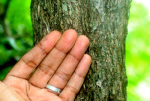  ( - BioBot01135)  @11 [ ] CreativeCommons - Attribution Non-Commercial Share-Alike (2010) Daniel H. Janzen Guanacaste Dry Forest Conservation Fund