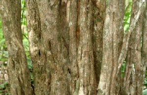  ( - BioBot01135)  @11 [ ] CreativeCommons - Attribution Non-Commercial Share-Alike (2010) Daniel H. Janzen Guanacaste Dry Forest Conservation Fund