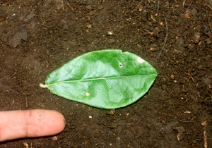  ( - BioBot01136)  @11 [ ] CreativeCommons - Attribution Non-Commercial Share-Alike (2010) Daniel H. Janzen Guanacaste Dry Forest Conservation Fund