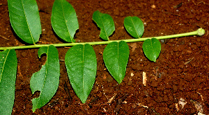  ( - BioBot01146)  @11 [ ] CreativeCommons - Attribution Non-Commercial Share-Alike (2010) Daniel H. Janzen Guanacaste Dry Forest Conservation Fund