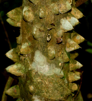  ( - BioBot01147)  @11 [ ] CreativeCommons - Attribution Non-Commercial Share-Alike (2010) Daniel H. Janzen Guanacaste Dry Forest Conservation Fund