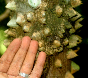  ( - BioBot01147)  @11 [ ] CreativeCommons - Attribution Non-Commercial Share-Alike (2010) Daniel H. Janzen Guanacaste Dry Forest Conservation Fund