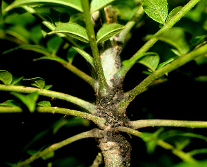  ( - BioBot01147)  @11 [ ] CreativeCommons - Attribution Non-Commercial Share-Alike (2010) Daniel H. Janzen Guanacaste Dry Forest Conservation Fund