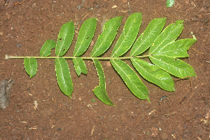  ( - BioBot01147)  @11 [ ] CreativeCommons - Attribution Non-Commercial Share-Alike (2010) Daniel H. Janzen Guanacaste Dry Forest Conservation Fund