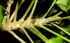  ( - BioBot01148)  @11 [ ] CreativeCommons - Attribution Non-Commercial Share-Alike (2010) Daniel H. Janzen Guanacaste Dry Forest Conservation Fund