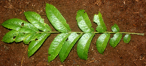  ( - BioBot01148)  @11 [ ] CreativeCommons - Attribution Non-Commercial Share-Alike (2010) Daniel H. Janzen Guanacaste Dry Forest Conservation Fund